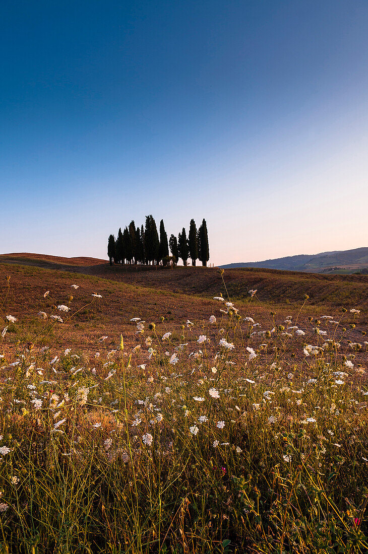 Blick auf ein Feld und Zypressen auf einem Hügel, Val d'Orcia, Provinz Siena, Toskana, Italien