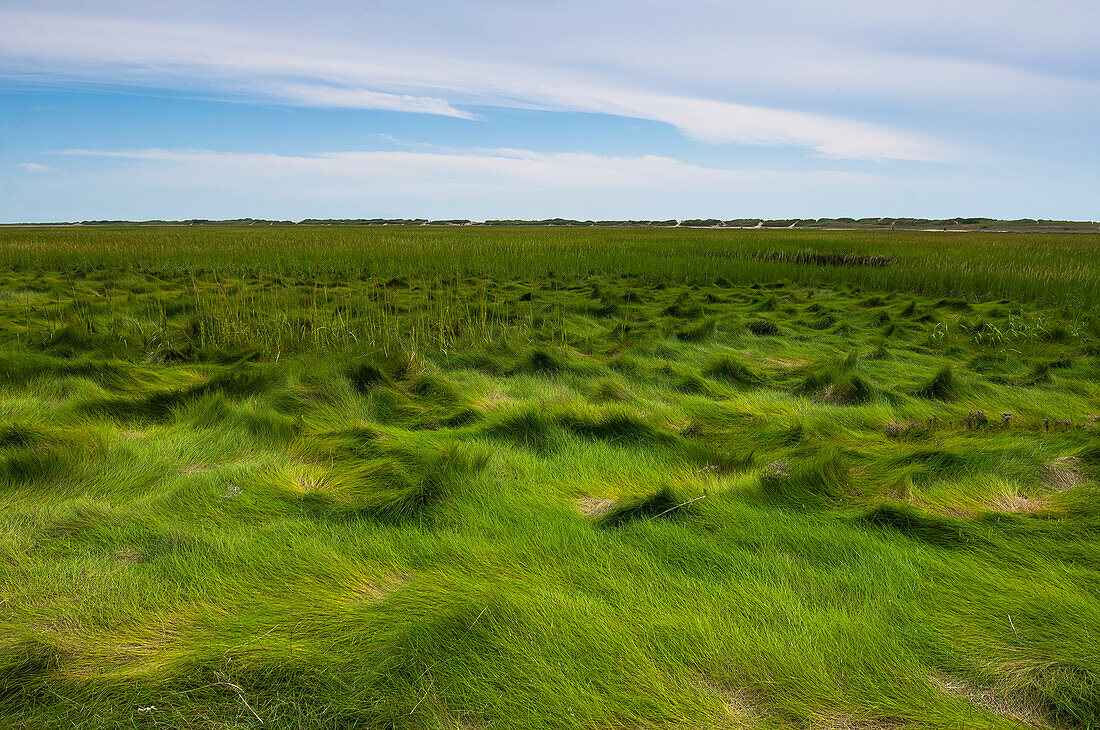 Gräser bei Ebbe, Provincetown, Cape Cod, Massachusetts, USA