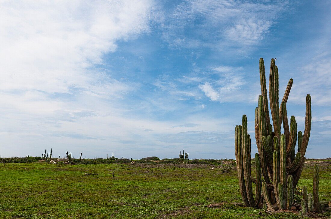 Kaktus, Aruba, Kleine Antillen, Karibik