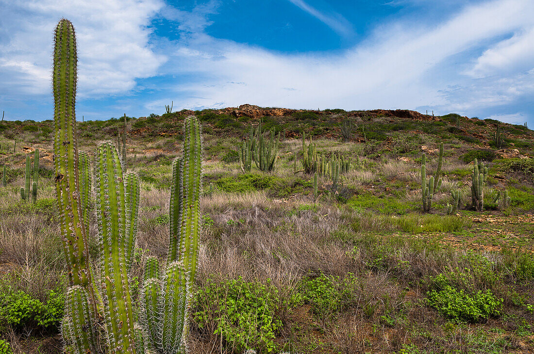 Landscape with Cactus, Arikok National Park, Aruba, Lesser Antilles, Caribbean