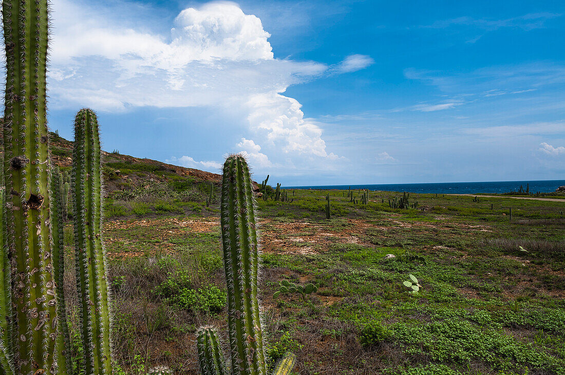 Landschaft mit Kaktus, Arikok-Nationalpark, Aruba, Kleine Antillen, Karibik