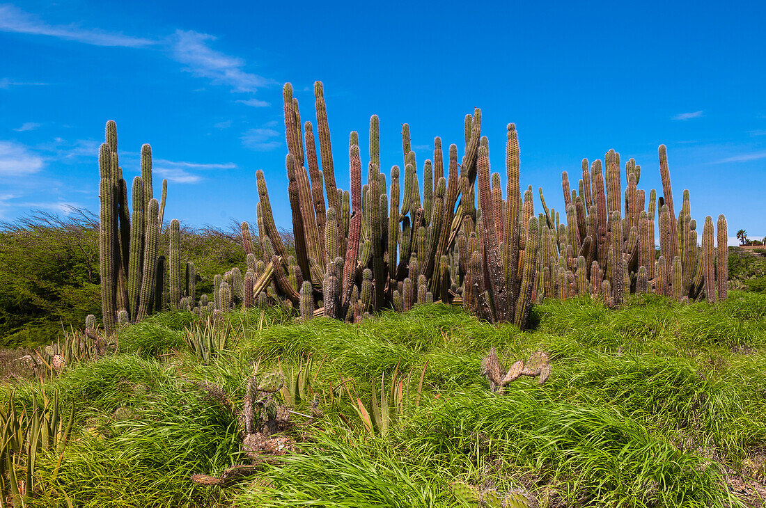 Landschaft mit Kaktus, Aruba, Kleine Antillen, Karibik