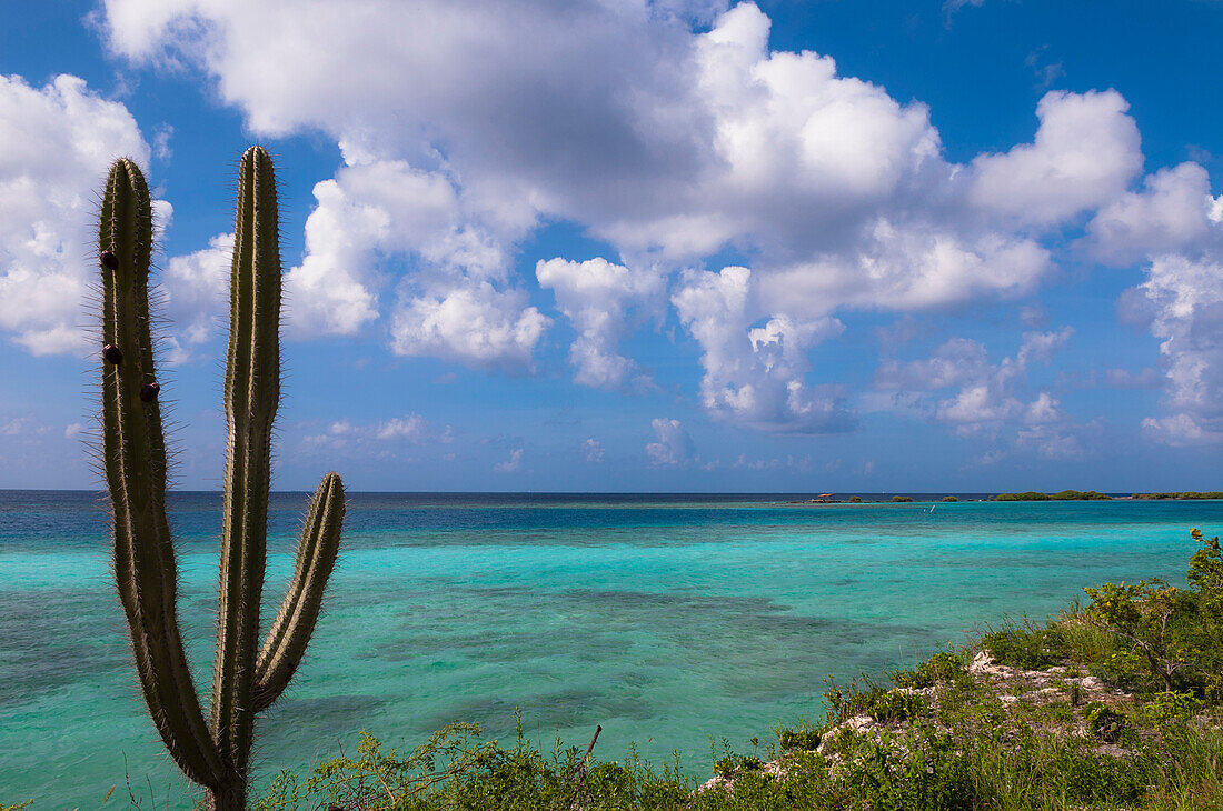 Landschaft mit Kaktus an der Küste, Mangel Halto Beach, Aruba, Kleine Antillen, Karibik