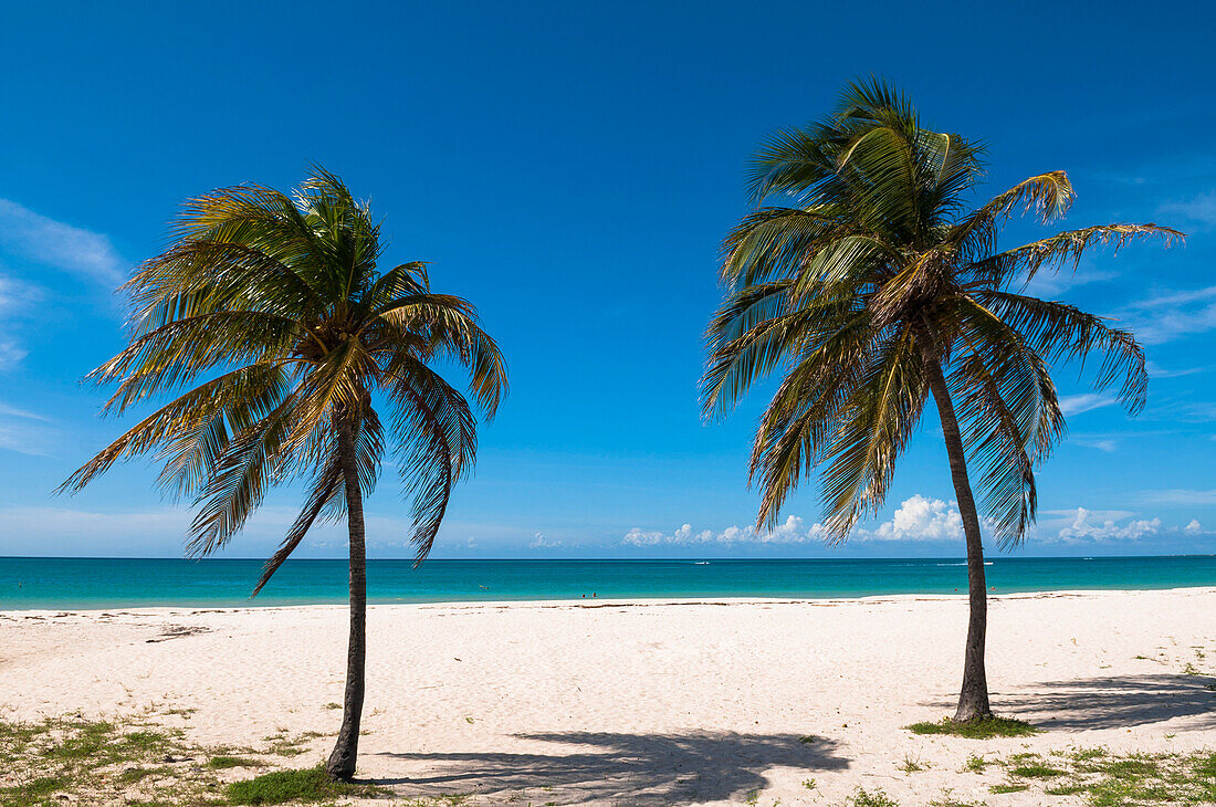 Palmen am Meer, Palmenstrand, Aruba, Kleine Antillen, Karibik