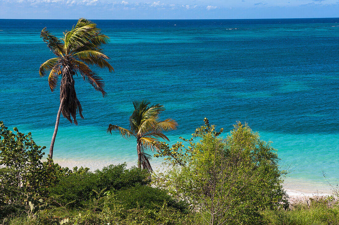 Palm Trees by Ocean, Rodgers Beach, Aruba, Lesser Antilles, Caribbean