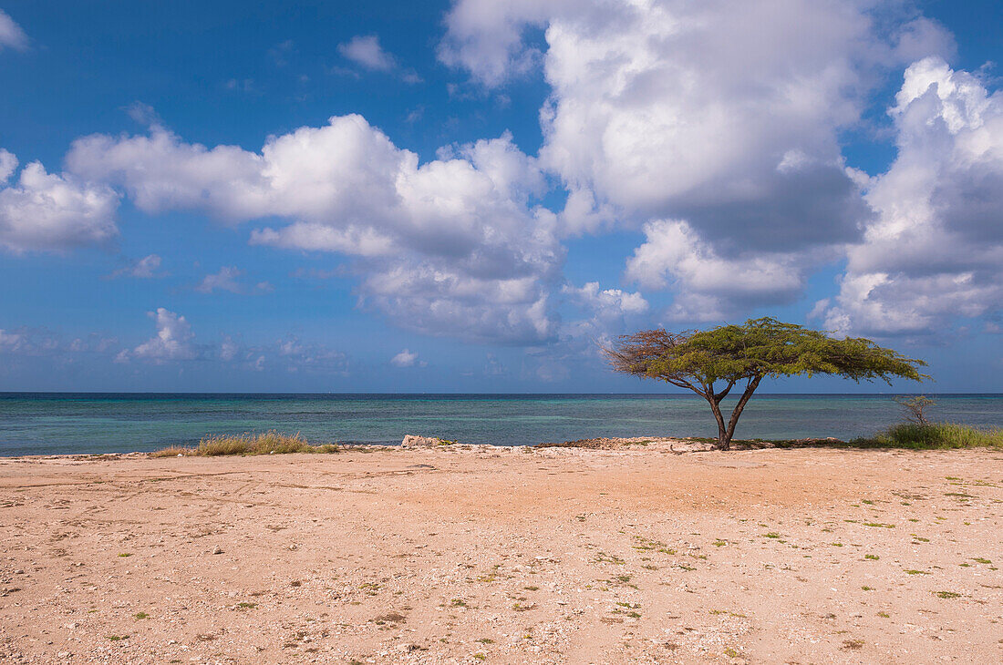 Lone Tree on Beach, Savaneta, Aruba, Lesser Antilles, Caribbean