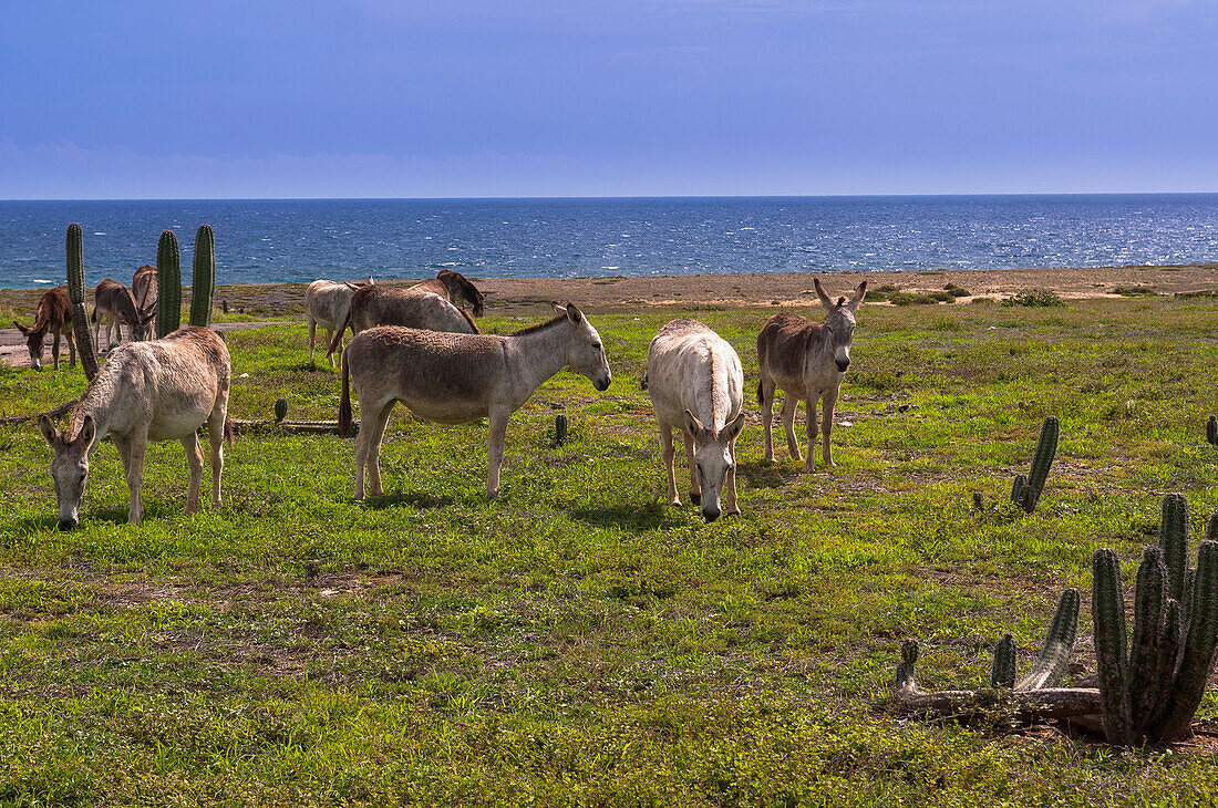 Wilde Esel, Arikok National Park, Aruba, Niederländische Antillen, Karibik