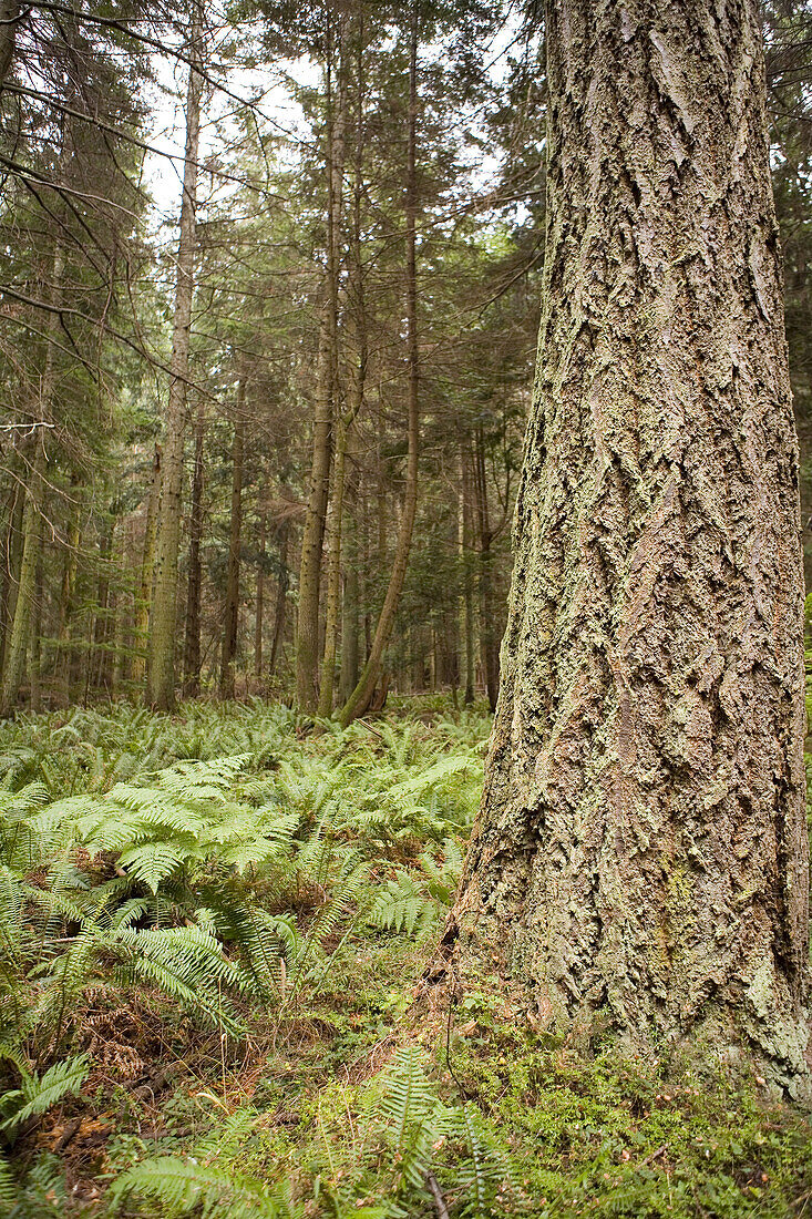 Douglas Fir Tree in Forest, Washington, USA