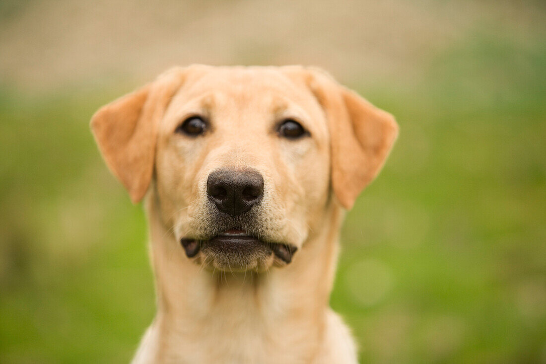 Gelber Labrador Retriever