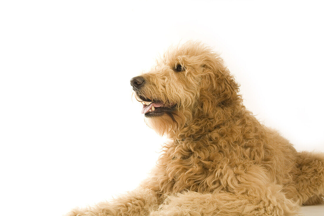 Portrait of Golden Doodle