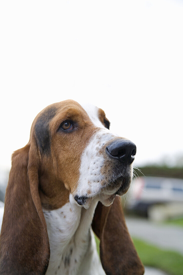 Portrait of Basset Hound