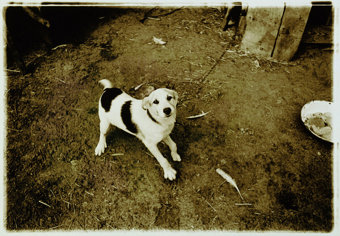 Portrait of Dog Chained to Post