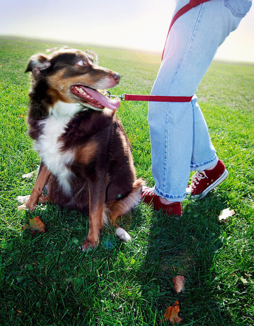 Hund mit Leine, die sich in den Beinen des Besitzers verheddert hat