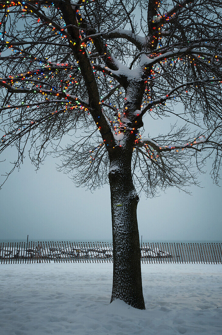 Kahler Baum mit Weihnachtslichtern auf dem Boardwalk, Toronto, Ontario, Kanada