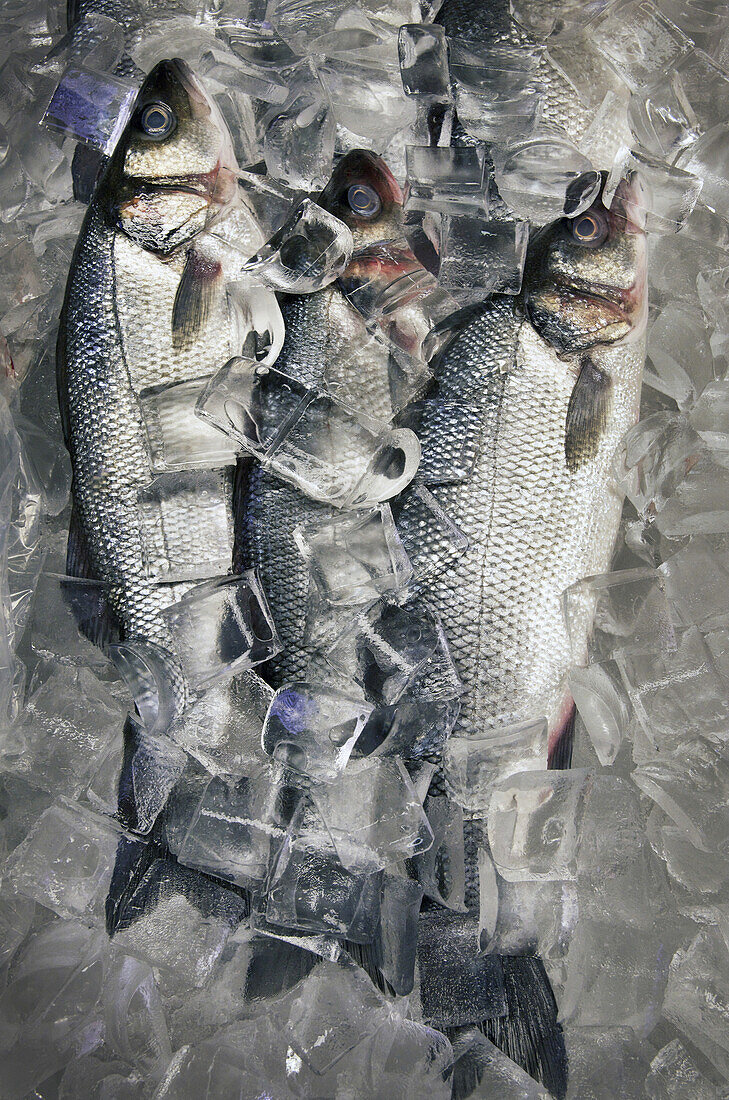 frischer Fisch in Eis verpackt