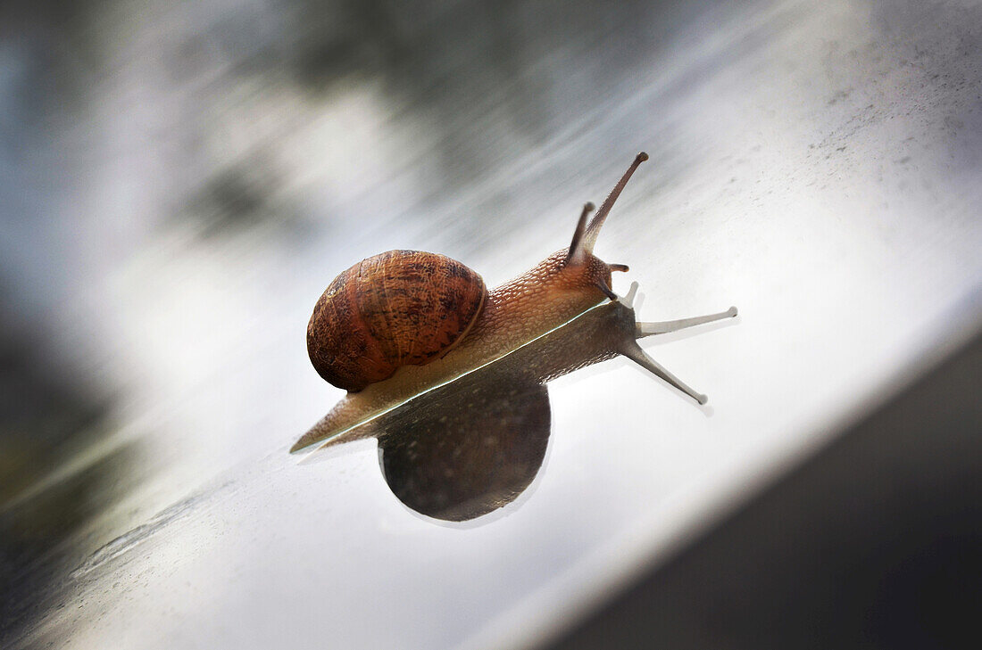 Close-up of Garden Snail on Greenhouse Roof