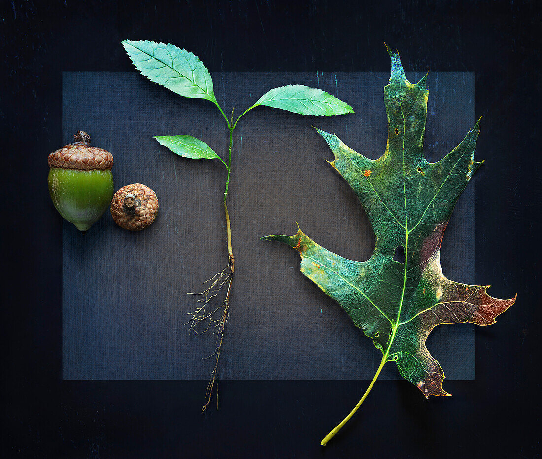 Three Stages of Oak Tree Growth with Acorn, Root and Leaf