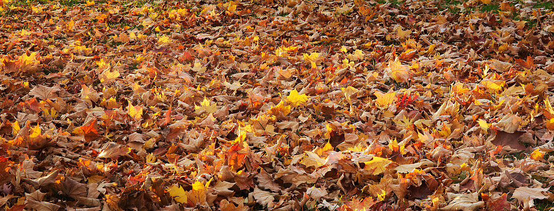 Herbstblätter, Ontario, Kanada