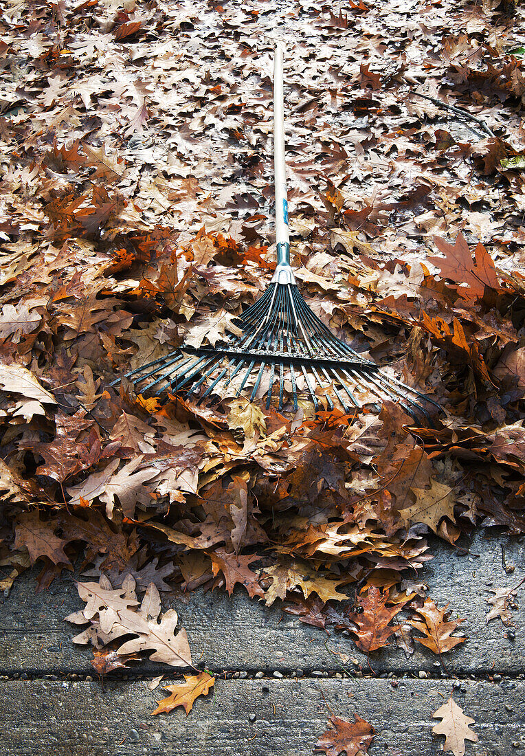 Autumn Leaves and Rake