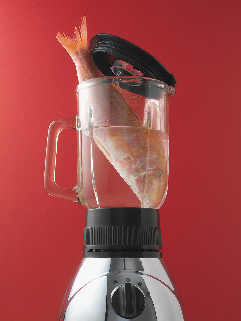 Close-up of fish in a blender, on red background, studio shot