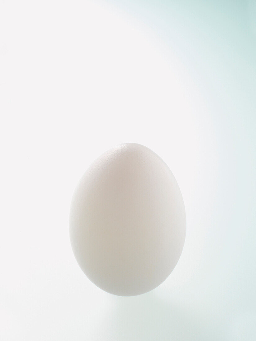 White Egg on White Background