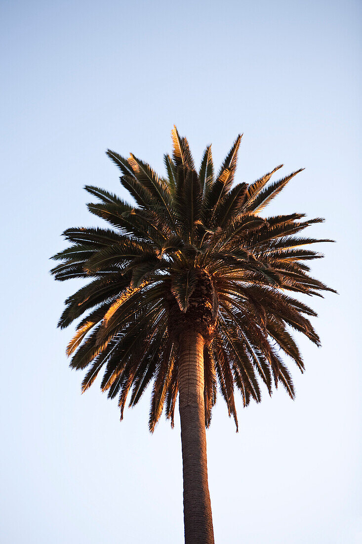 Blick auf eine Palme bei Sonnenuntergang