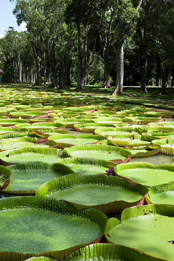 Riesige Amazonas-Seerosen, Botanischer Garten Sir Seewoosagur Ramgoolam, Mauritius