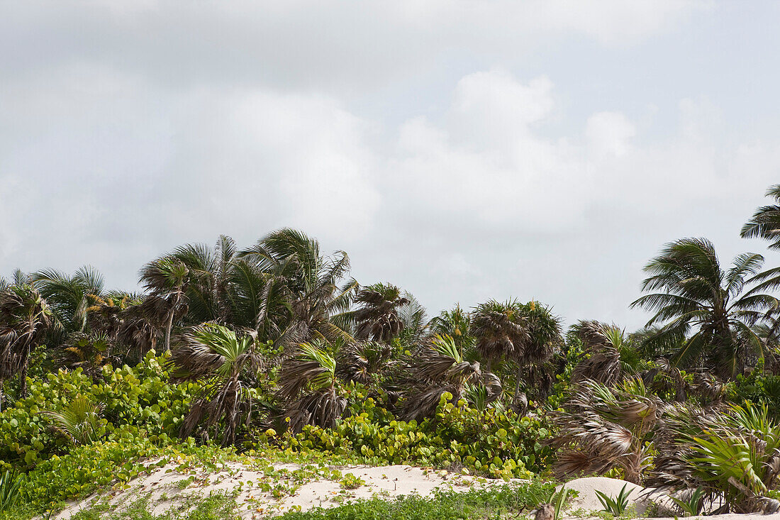 Tulum, Maya-Riviera, Quintana Roo, Halbinsel Yucatan, Mexiko