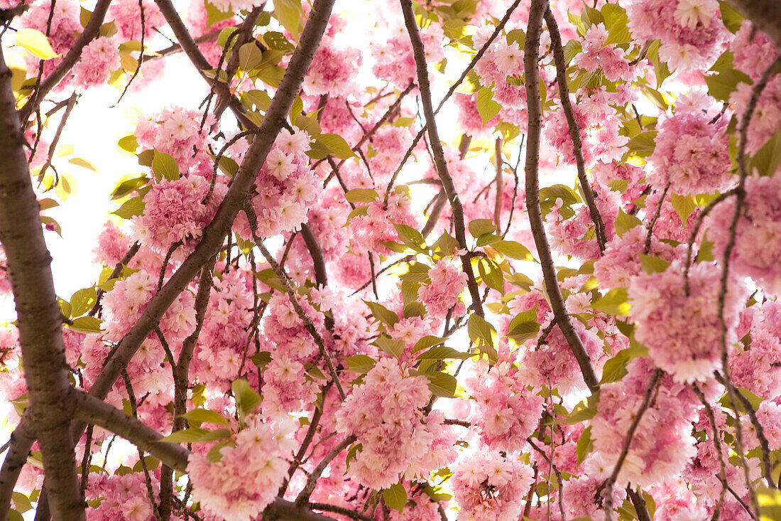 Kirschblütenbaum, Brooklyn Botanical Gardens, Brooklyn, New York City, New York, USA