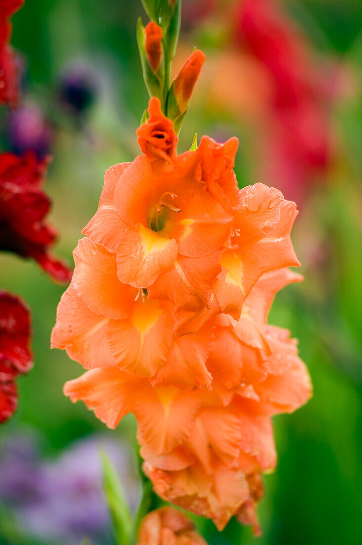 Nahaufnahme einer orangen Blume, Salzburger Land, Österreich