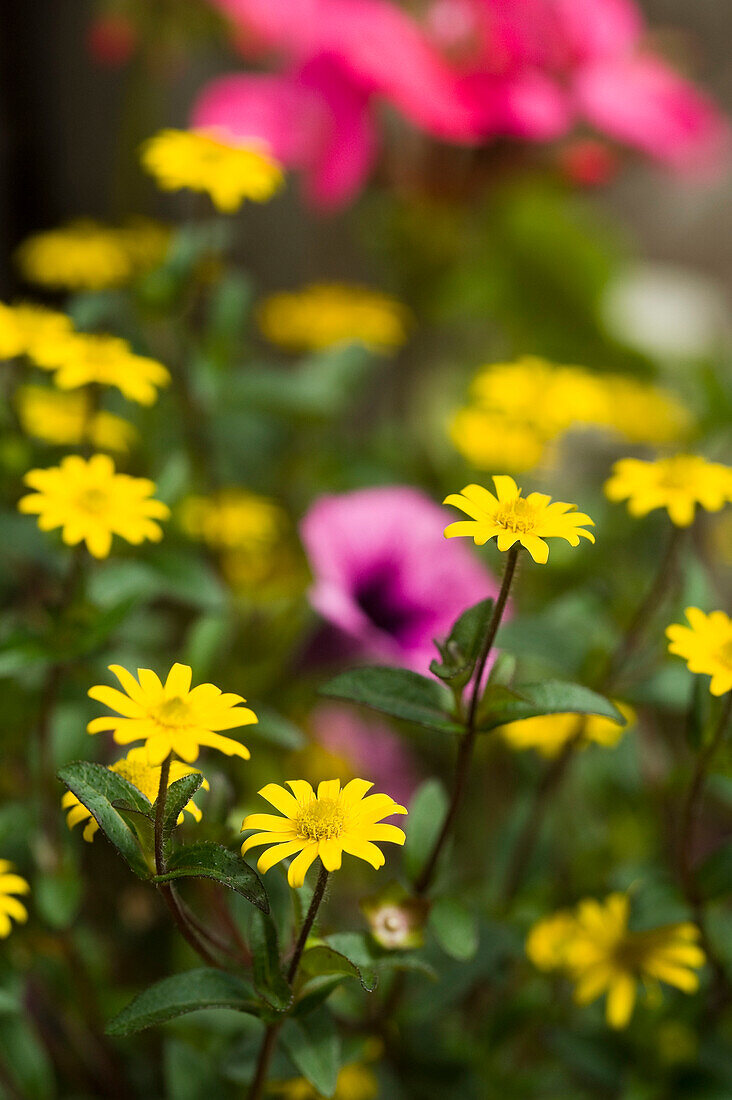 Close-up of Mountain Flowers, Gruberalm, Salzburger Land, Austria