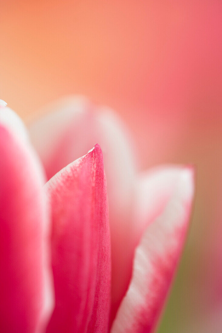 Nahaufnahme einer Tulpe