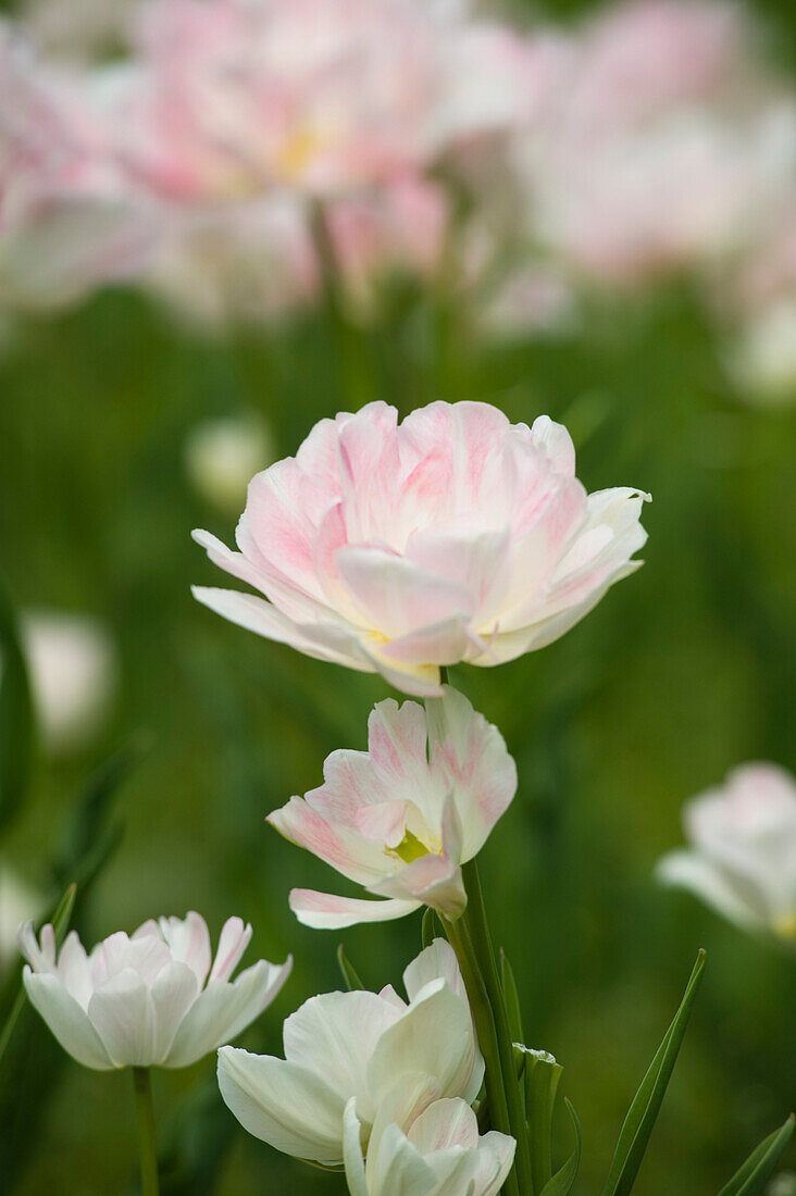 Feld der Maywonder Tulpen