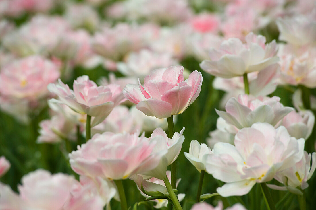 Field of Maywonder Tulips