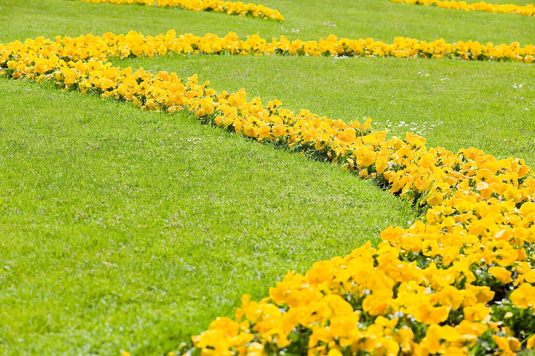 Gelbe Blumen im Mirabellgarten, Salzburg, Salzburger Land, Österreich