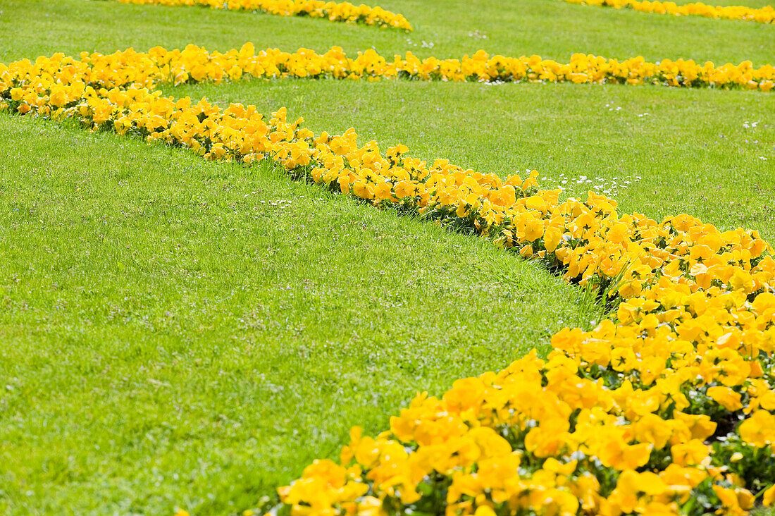 Yellow Flowers in Mirabell Garden, Salzburg, Salzburger Land, Austria