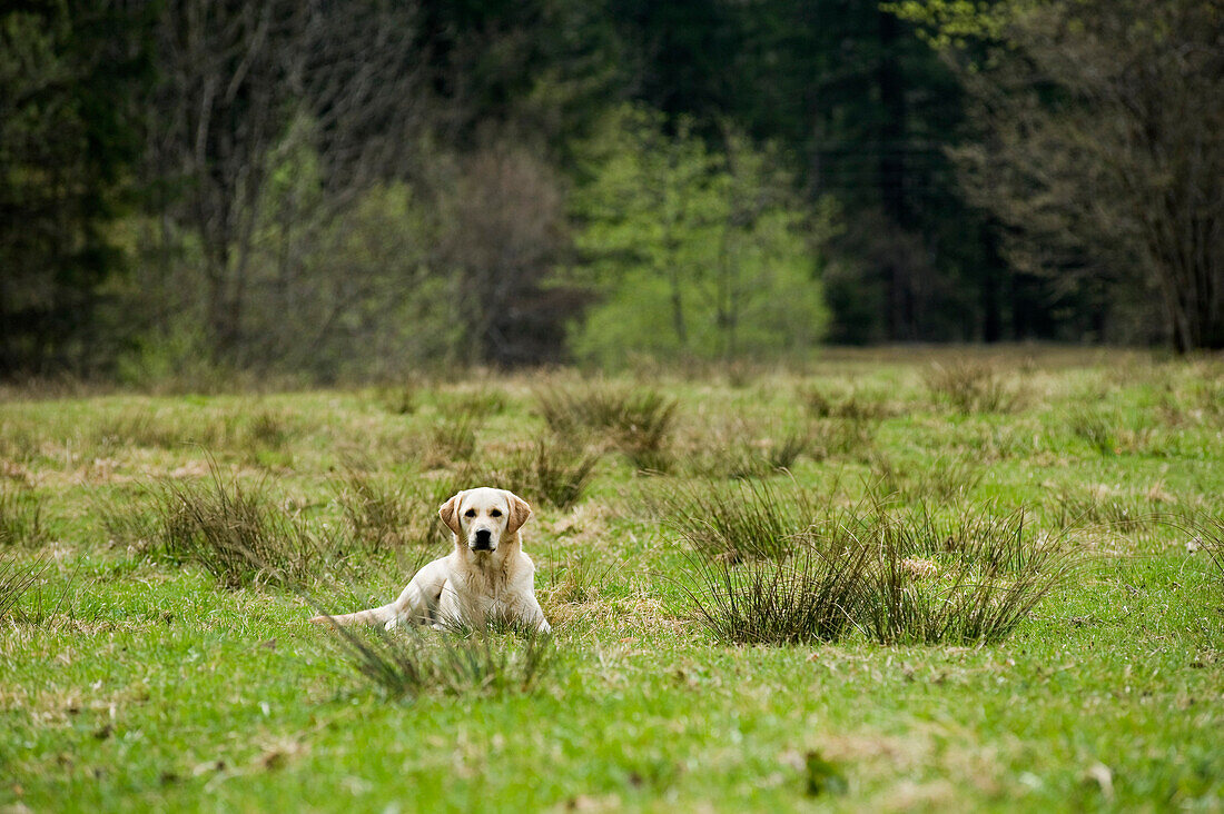 Golden Retriever im Feld liegend