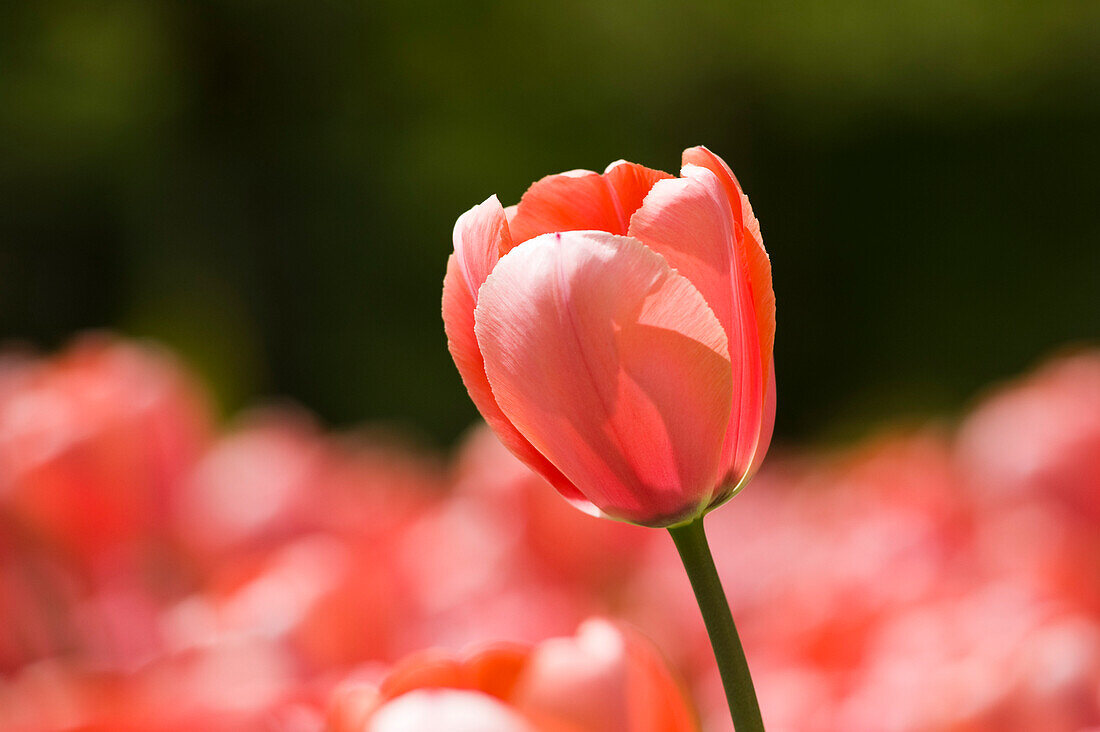 Close-up of Pink Tulip