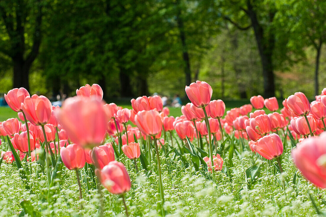 Field of Tulips