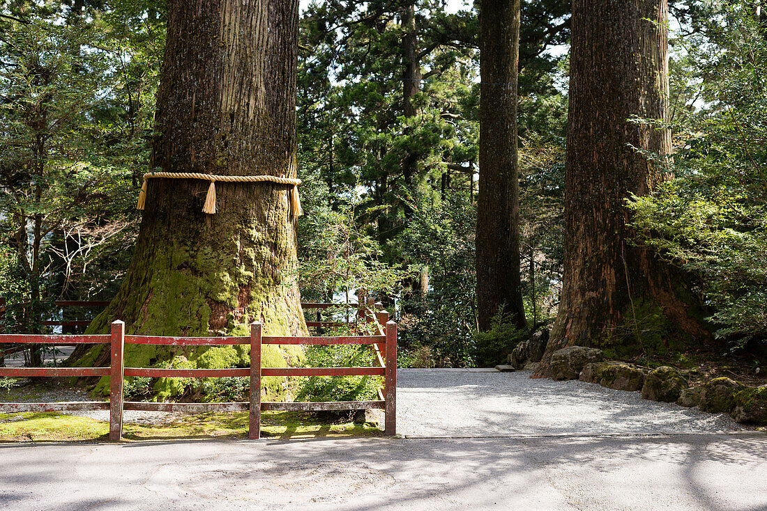 800 year old Cedar tree with yellow straw rope at Hakone Shrine on Lake Ashi, Kanto Region, Japan