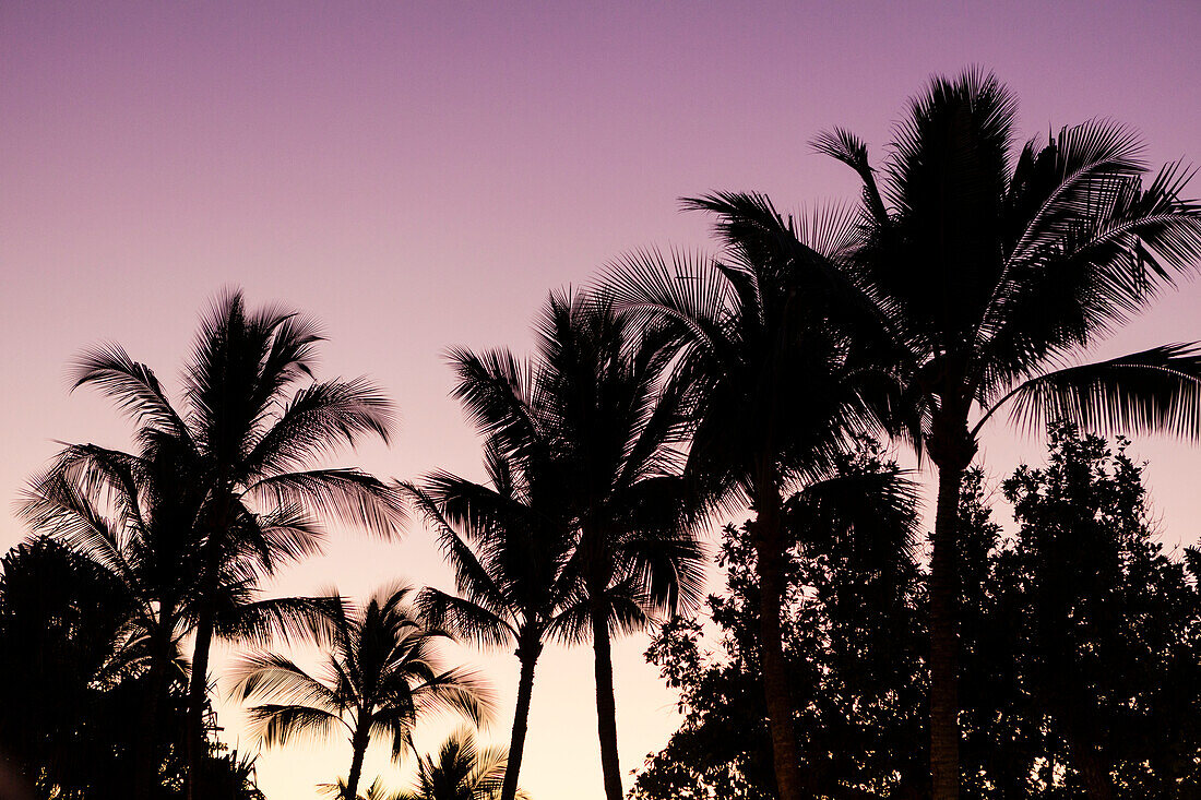 Silhouette von Palmen bei Sonnenuntergang, Wailea, Maui, Hawaii, USA