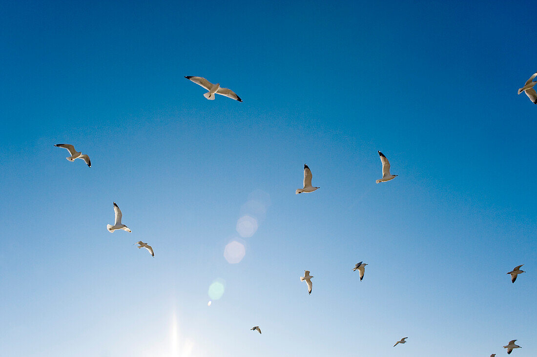 Möwen fliegen in den blauen Himmel, Spring Hill, Florida, USA