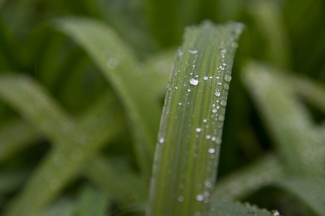 Wassertropfen auf Pflanze, Freiburg, Baden-Württemberg, Deutschland