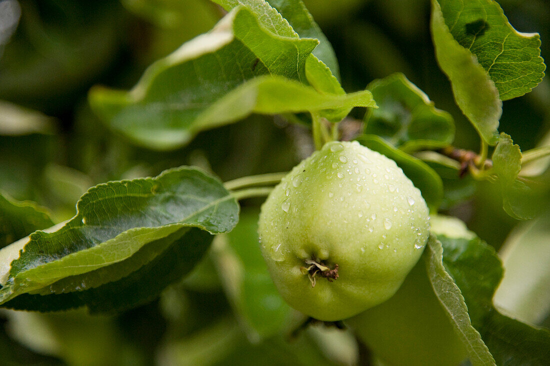 Äpfel am Baum, Freiburg, Baden-Württemberg, Deutschland