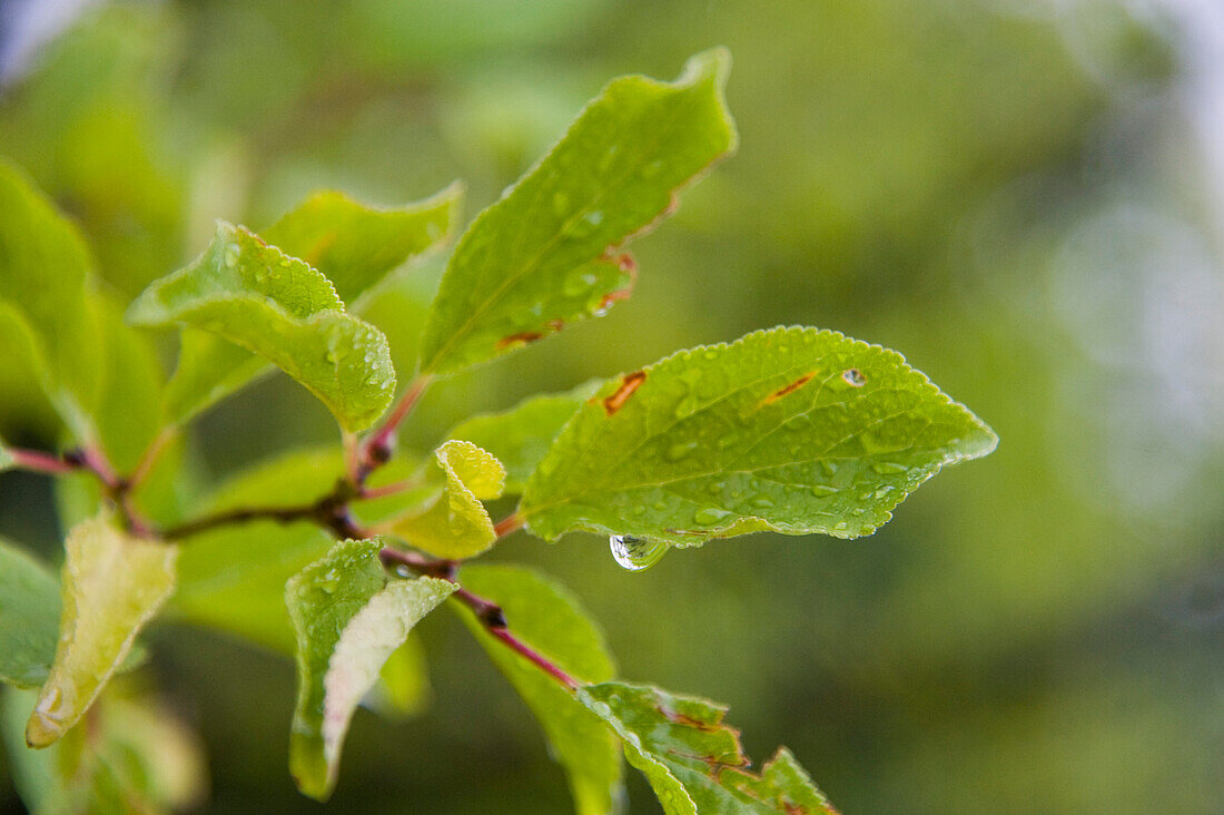 Nahaufnahme von Blättern an einem Baum, Freiburg, Baden-Württemberg, Deutschland