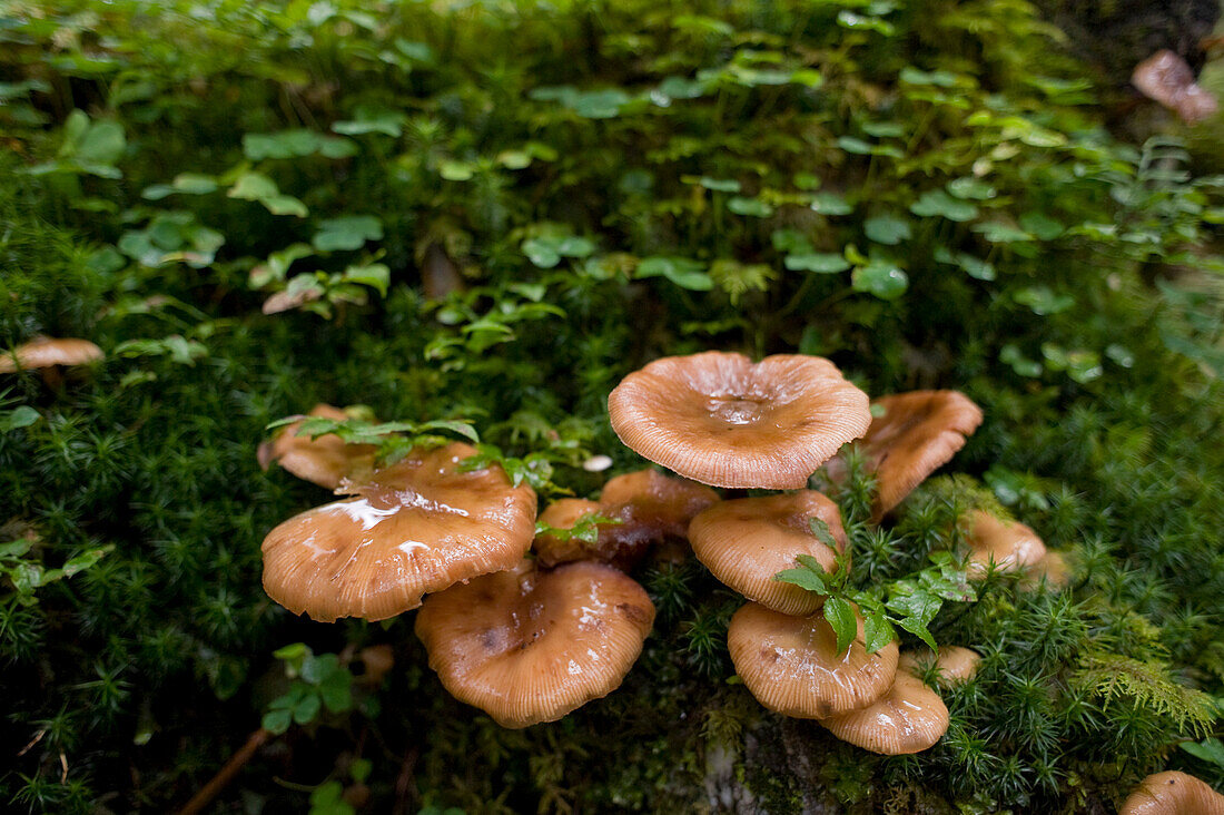 Pilze, Altenmarkt-Zauchensee, Salzburger Land, Österreich