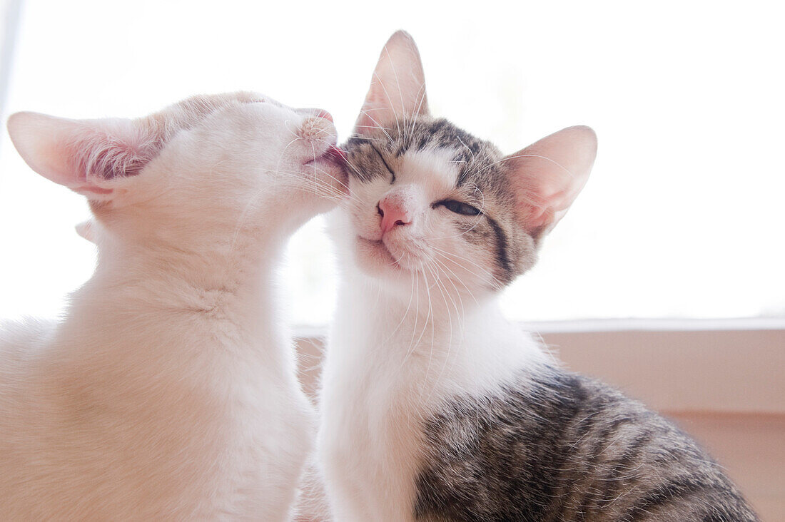 Kitten Licking another Kitten