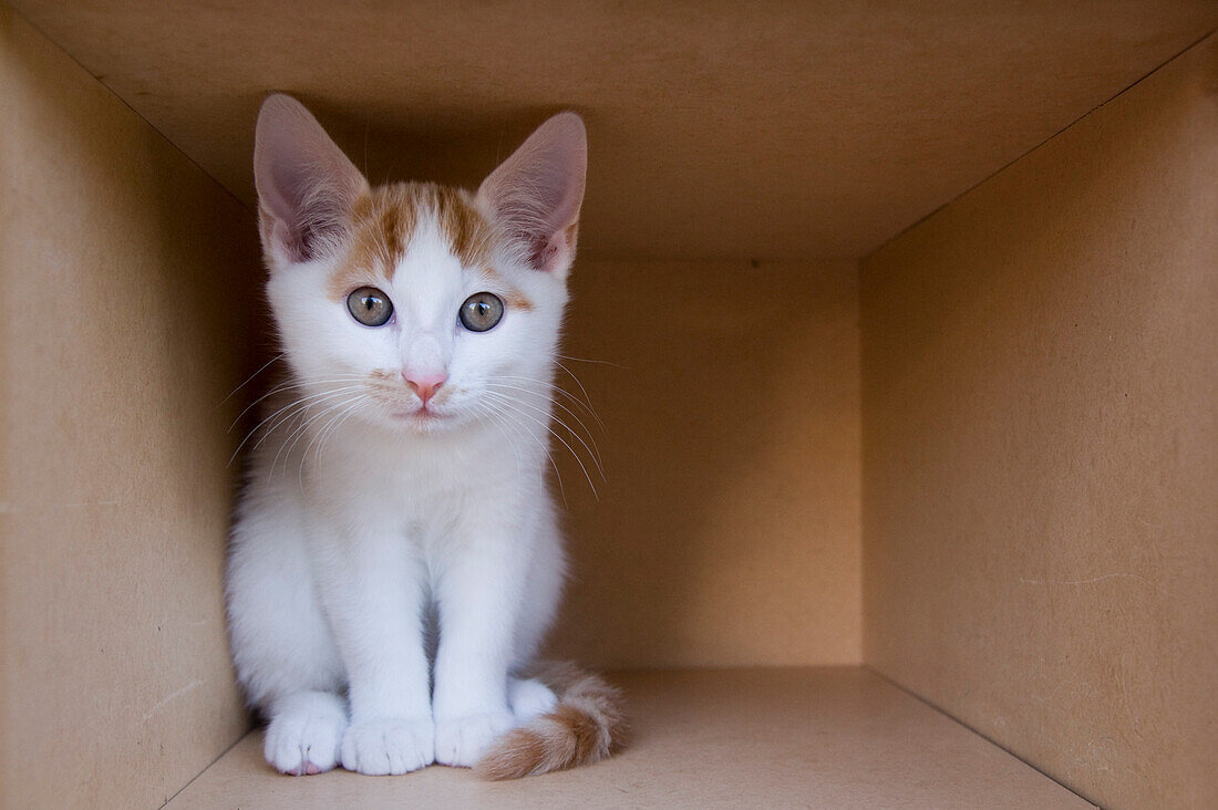 Kätzchen in Pappschachtel