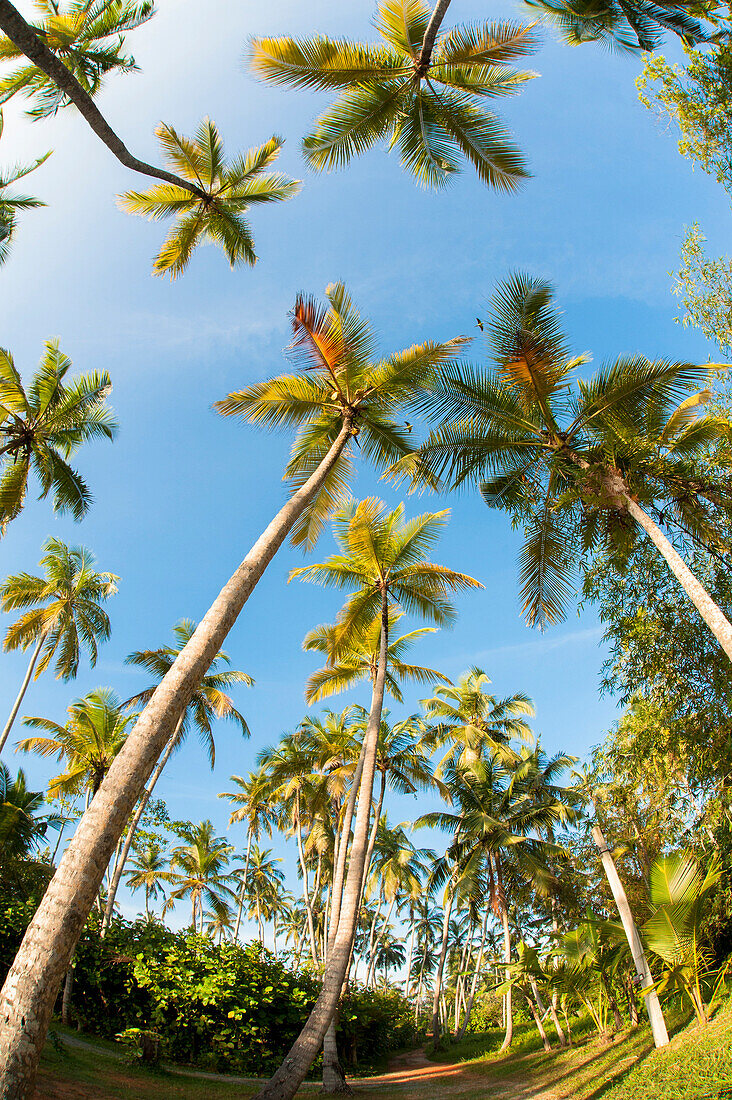 Weitwinkelansicht von Palmen vor blauem Himmel, Bentota, Galle District, Südprovinz, Sri Lanka