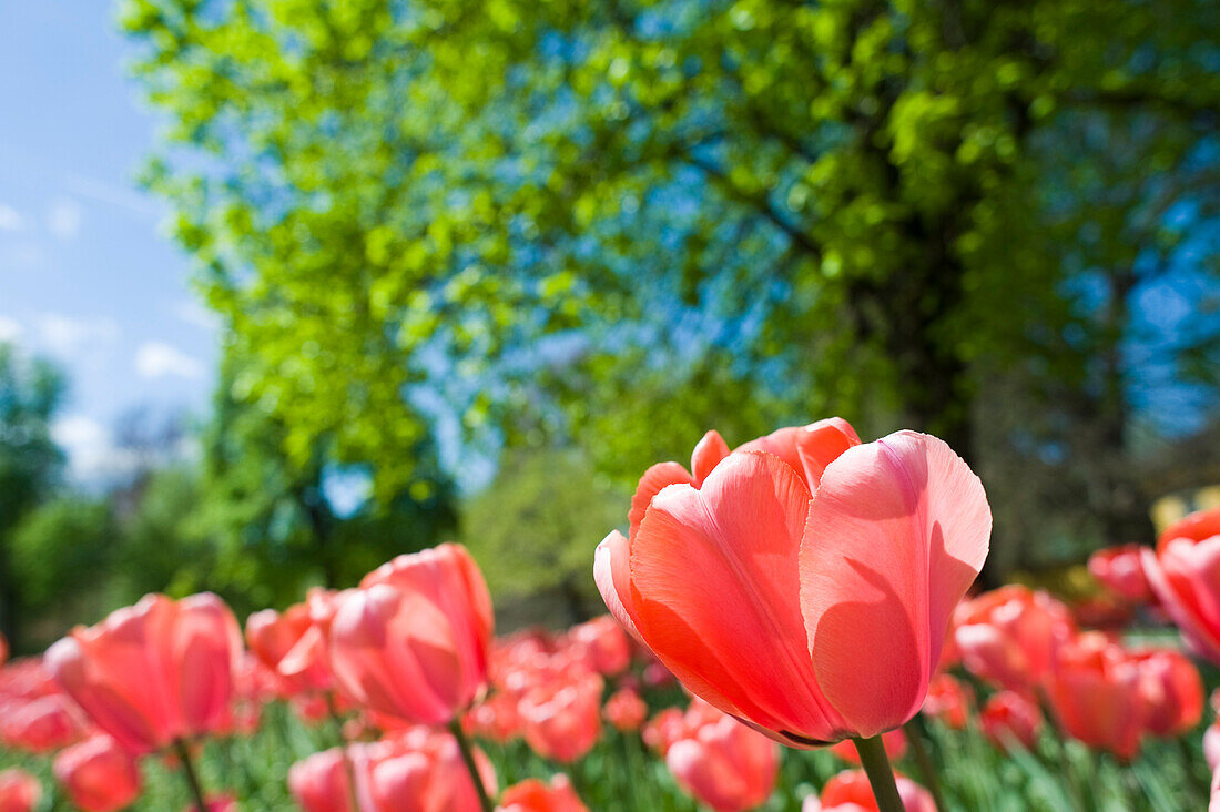 Tulpenfeld